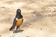 Lamprotornis hildebrandti